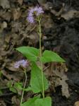 Fleischmannia incarnata (Walt.) King & Robins.