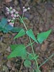 Fleischmannia incarnata (Walt.) King & Robins.