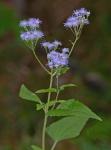 Fleischmannia incarnata (Walt.) King & Robins.