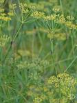 Foeniculum vulgare P. Mill.