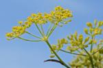 Foeniculum vulgare P. Mill.