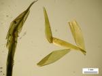 Fontinalis dalecarlica Schimper