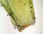 Fontinalis dalecarlica Schimper