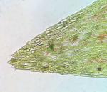 Fontinalis dalecarlica Schimper