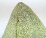 Fontinalis sphagnifolia (Müll. Hal.) Wijk & Margad.