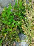 Forsstroemia producta (Hornsch.) Paris