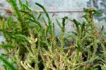 Forsstroemia producta (Hornsch.) Paris