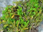 Forsstroemia producta (Hornsch.) Paris