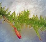 Forsstroemia producta (Hornsch.) Paris