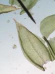 Forsstroemia producta (Hornsch.) Paris
