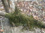 Forsstroemia producta (Hornsch.) Paris