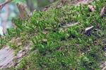 Forsstroemia trichomitria (Hedw.) Lindb.