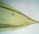 Forsstroemia trichomitria (Hedw.) Lindb.