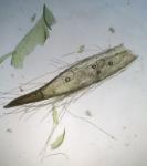 Forsstroemia trichomitria (Hedw.) Lindb.