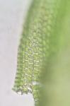 Forsstroemia trichomitria (Hedw.) Lindb.