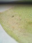 Forsstroemia trichomitria (Hedw.) Lindb.