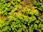 Forsstroemia trichomitria (Hedw.) Lindb.