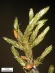 Forsstroemia trichomitria (Hedw.) Lindb.