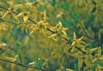 Forsythia suspensa (Thunb.) Vahl