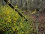 Forsythia suspensa (Thunb.) Vahl