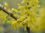 Forsythia suspensa (Thunb.) Vahl