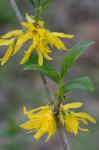 Forsythia viridissima Lindley