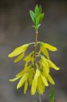 Forsythia viridissima Lindley