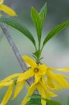 Forsythia viridissima Lindley