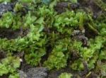Fossombronia cristula Austin