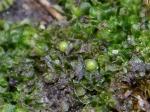 Fossombronia cristula Austin