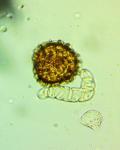 Fossombronia cristula Austin