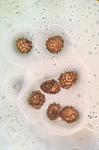 Fossombronia cristula Austin