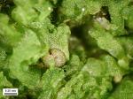 Fossombronia cristula Austin