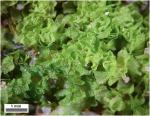 Fossombronia cristula Austin