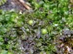 Fossombronia foveolata Lindb.