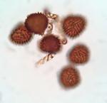Fossombronia wondraczekii (Corda) Dumort. ex Lindb.