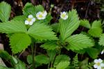Fragaria vesca L. var americana Porter