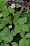 Fragaria vesca L. var americana Porter