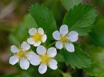 Fragaria virginiana Duchesne