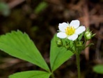 Fragaria virginiana Duchesne