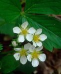 Fragaria virginiana Duchesne