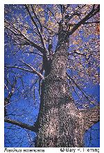 Fraxinus americana L.