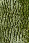 Fraxinus americana L.