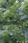 Fraxinus americana L.