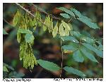 Fraxinus caroliniana P. Miller