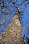 Fraxinus nigra Marshall