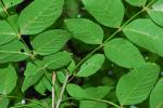 Fraxinus nigra Marshall