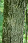 Fraxinus nigra Marshall
