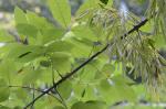 Fraxinus pennsylvanica Marshall