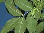 Fraxinus pennsylvanica Marshall